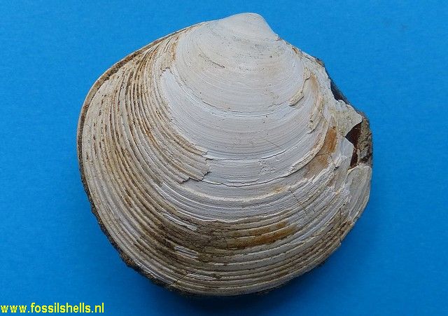 Dosinia species