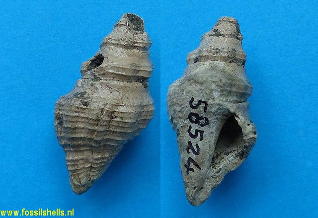 Latirus maxwelli