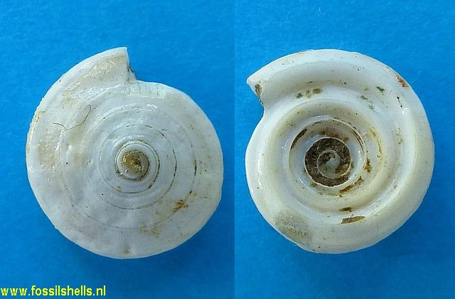 Vitrinorbis callistus?