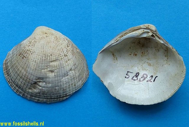 Protothaca species