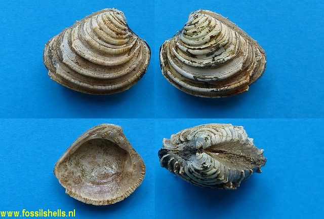 Chione falconensis