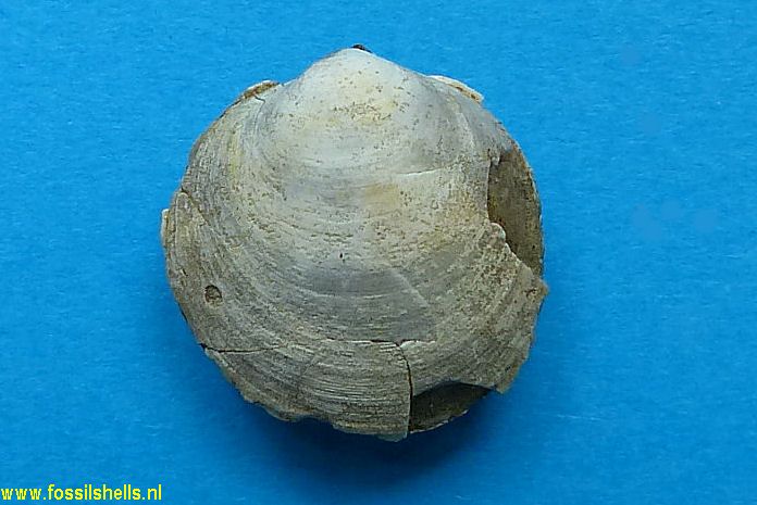 Diplodonta species