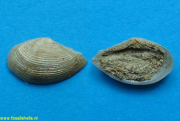 Nuculana karlmartini santarosaensis