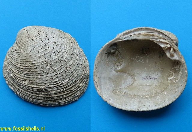Periglypta multicostata