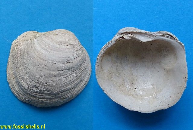 Petricola lucasana?
