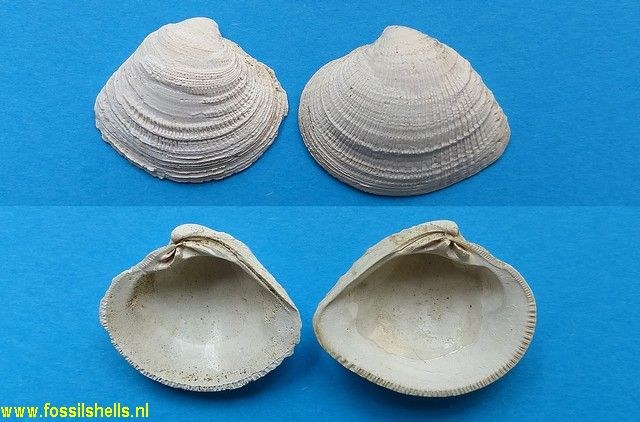 Chione species