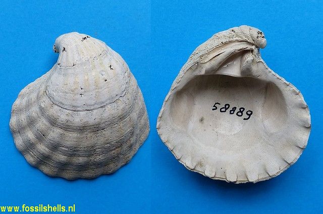 Carditamera megastropha
