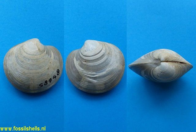 Dosinia dunkeri