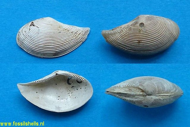 Nuculana callimene