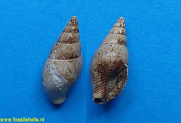 Mitrella species