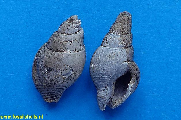 Strombina species