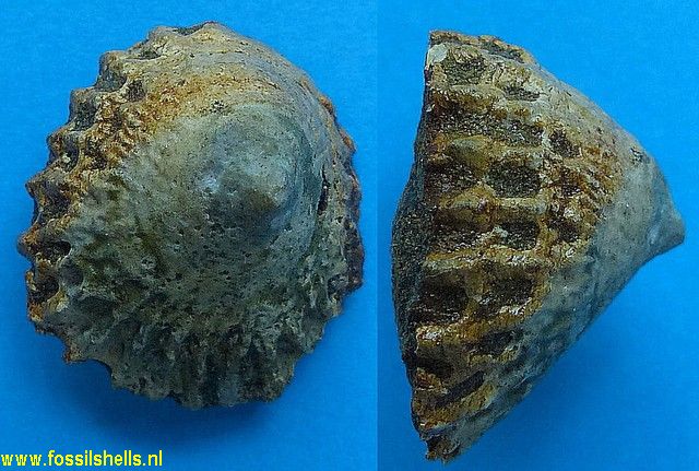 Crucibulum species