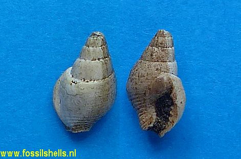Strombina species