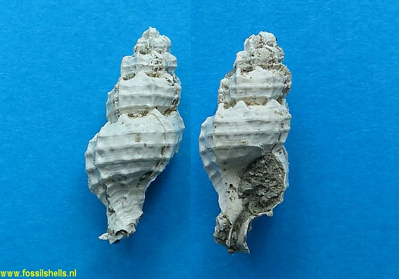 Aspella species