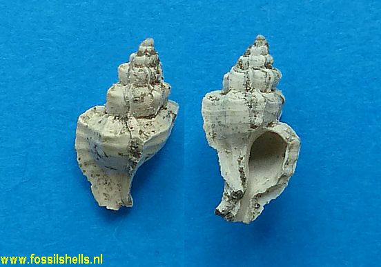 Dermomurex species
