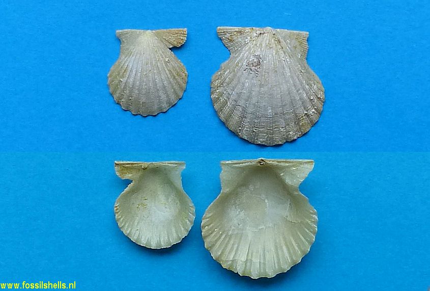 Chlamys nicholsi
