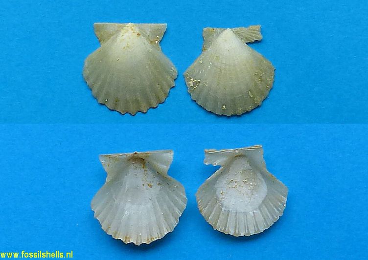 Chlamys alumensis