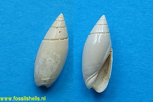 Olivella eutacta