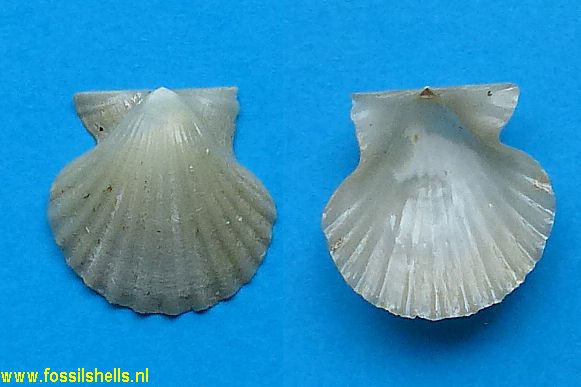 Chlamys chipolanus