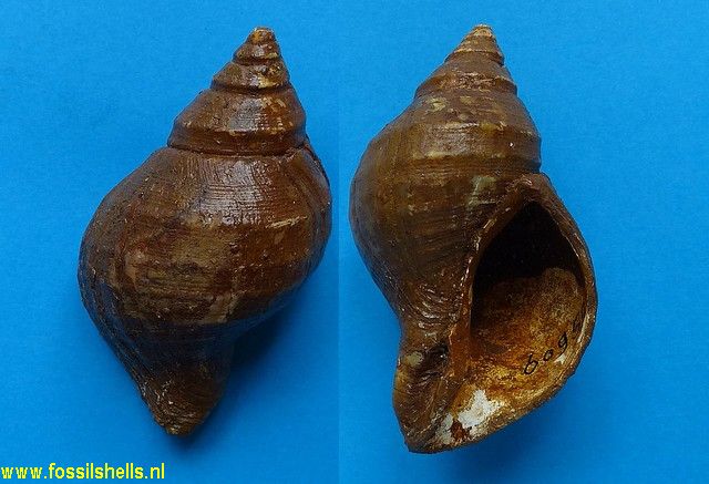 Neptunea striata lyratodespecta
