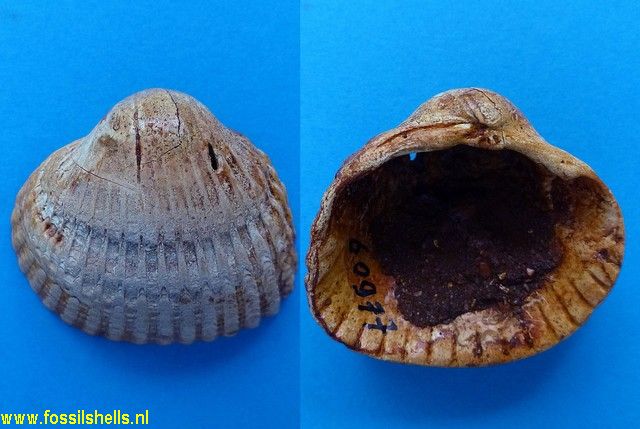 Cerastoderma glaucum
