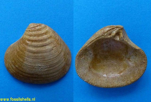 Laevastarte omalii scaldensis