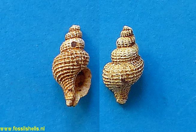 Trophon alveolatum