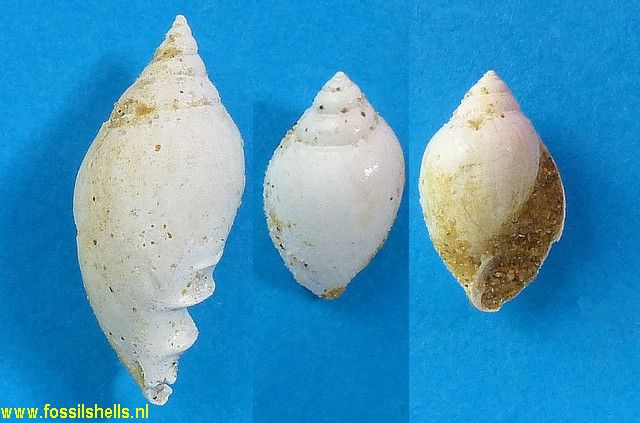 Melampus sinuosus