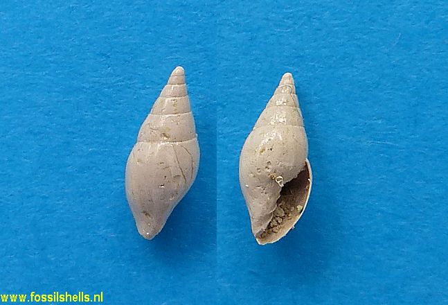 Sveltella guttoides