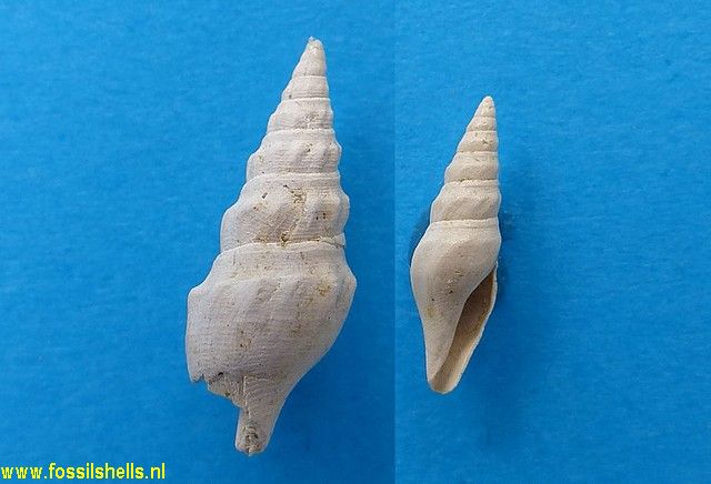 Turricula pauli