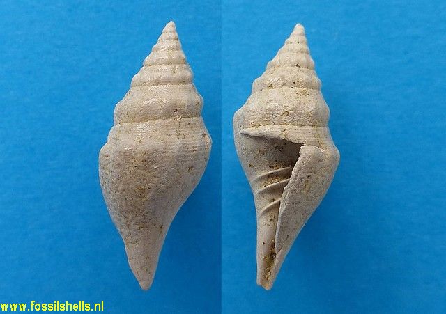 Borsonia mitrata
