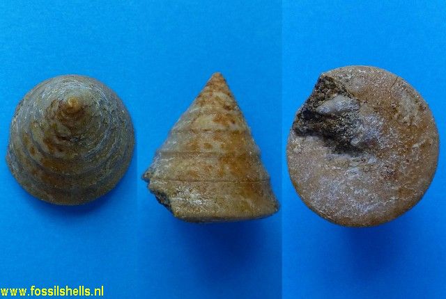 Tectus semilaevigatus