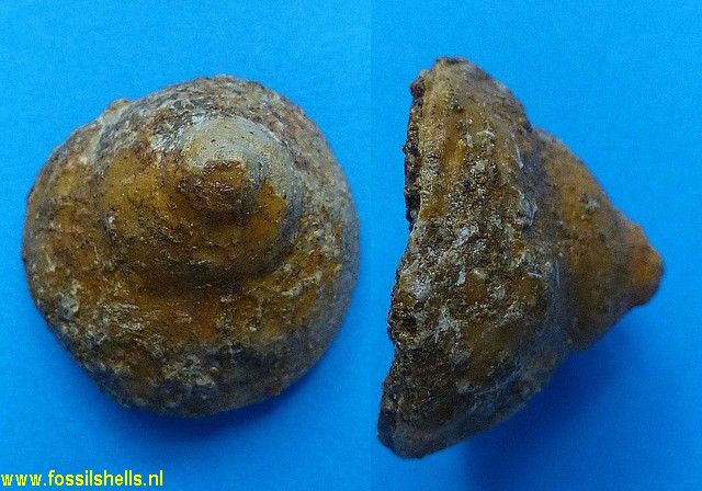 Calyptraea aperta