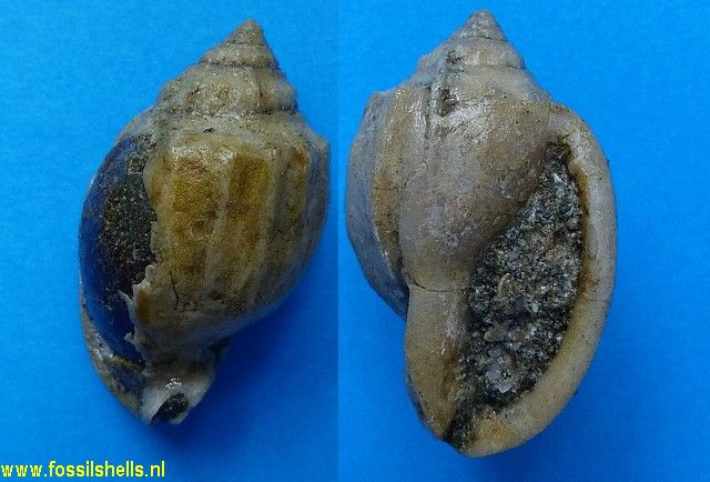 Cassis thesei