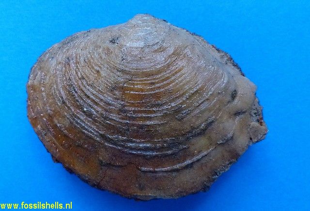 Gibbolucina defrancei