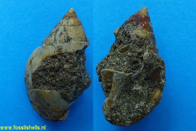 Cassis mitissima