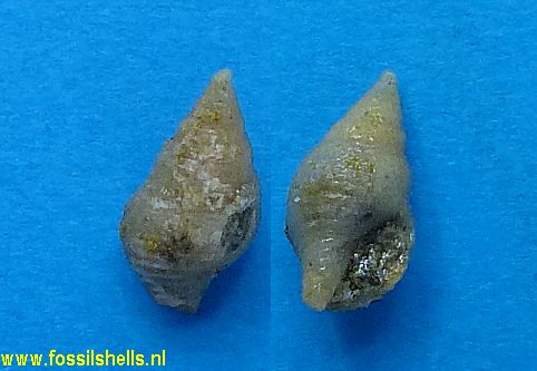 Mitrella verepulchella