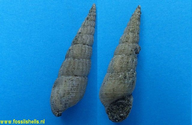 Diastoma costellatum