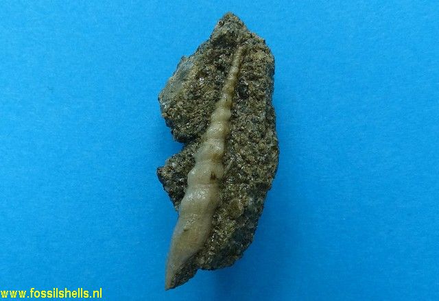 Tenuicerithium fragile goossensi