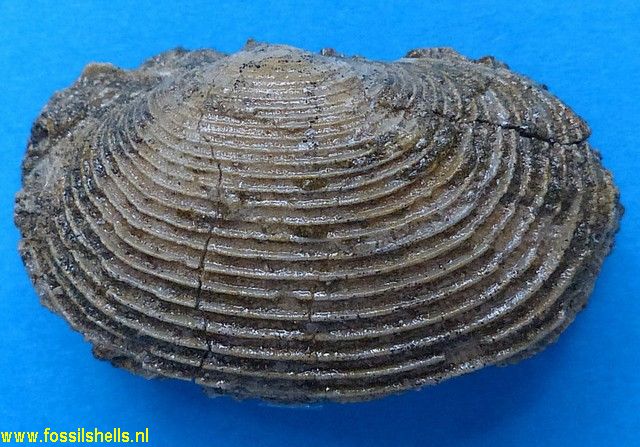 Fimbria lamellosa