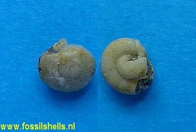 Leucorhynchia callifera