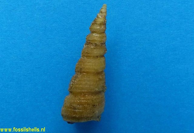 Turritella species