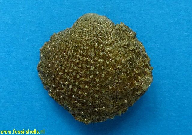 Venericardia eudaedalea