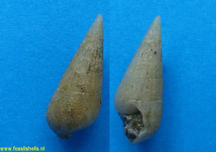 Pseudovertagus striatus