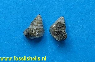 Calliomphalus species