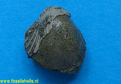 Vepricardium asperulum