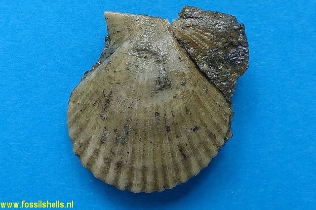 Mimachlamys plebeia