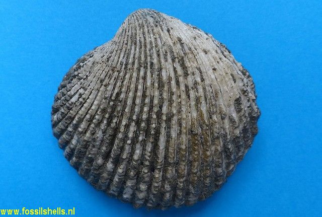 Venericardia multicostata