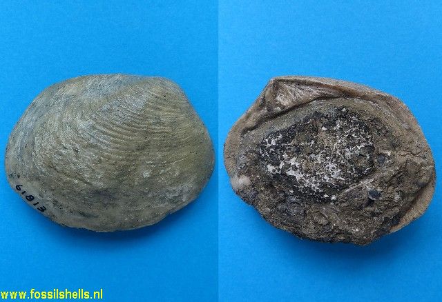 Crassatella plumbea