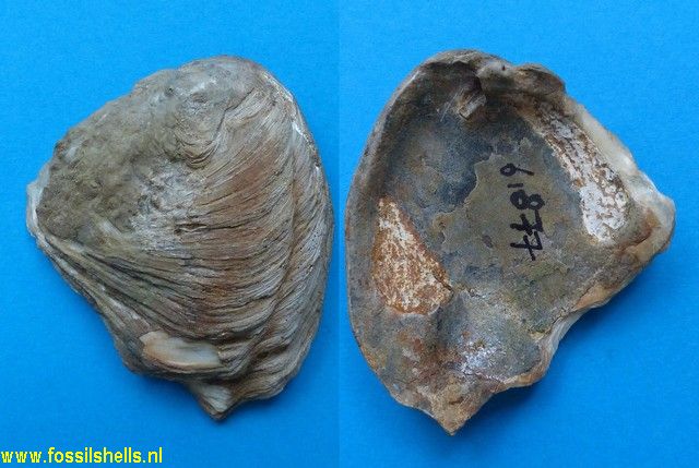 Cleidothaerus albidus